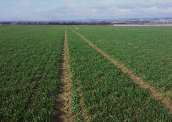 Fungicídne novinky do obilnín 2026